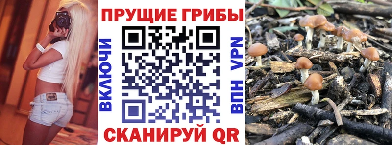 Псилоцибиновые грибы Cubensis  Купить где  Тайга 